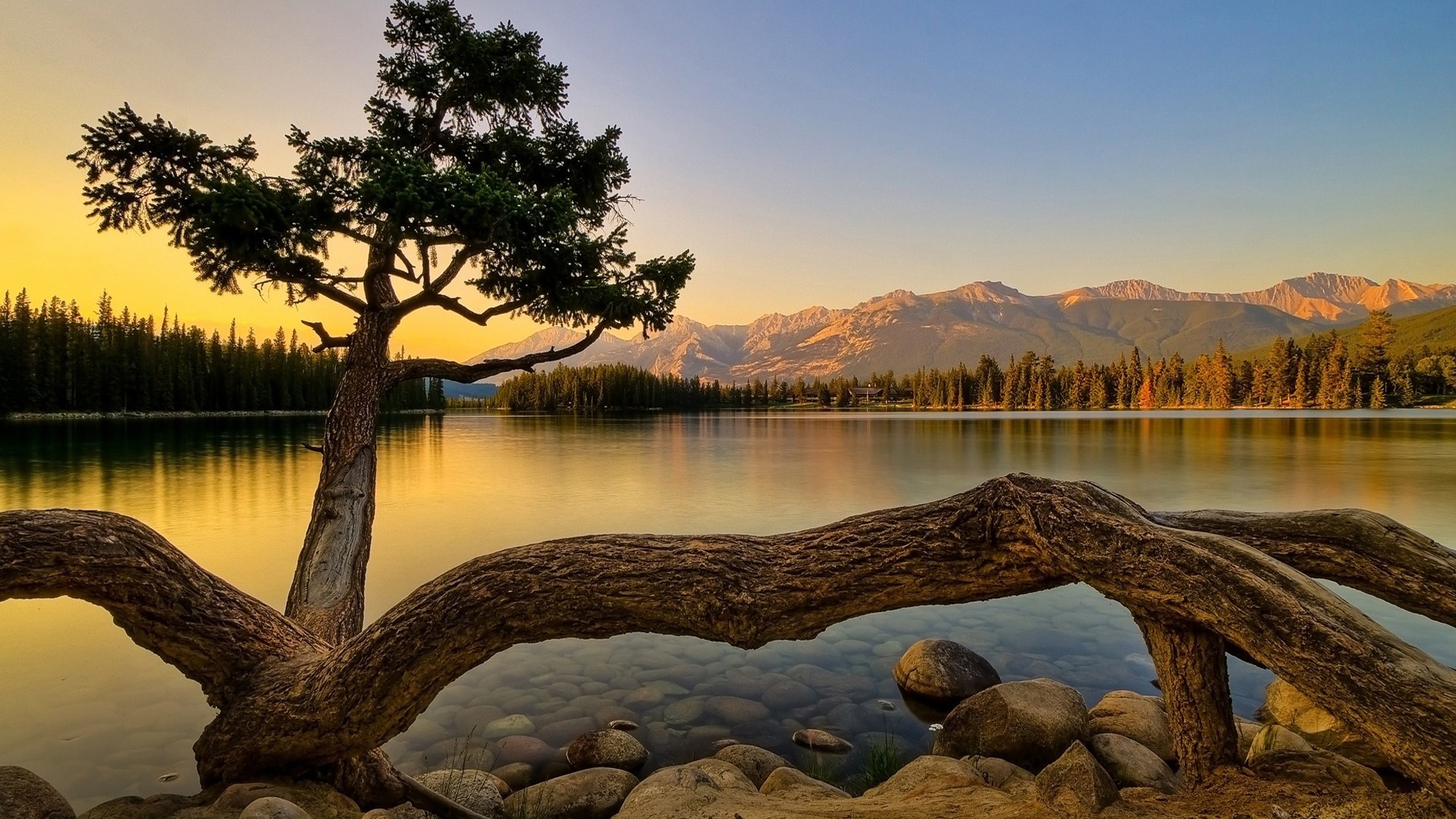 tarantula-tree-jasper-lake-wallpaper